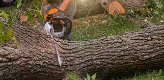 Best Tree Mulching  in Mulgee, OK